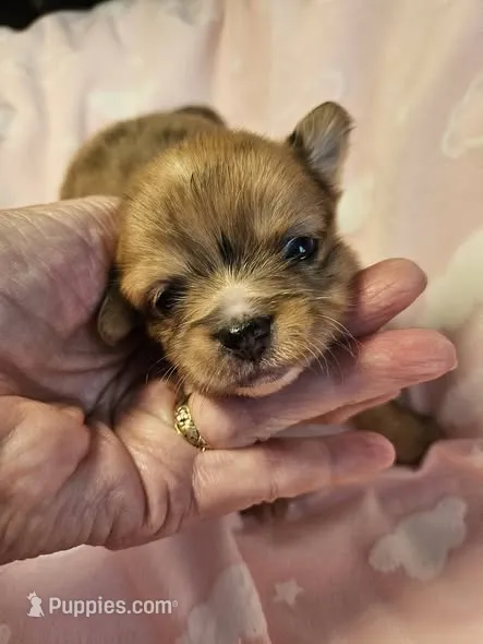 Merle – Chihuahua puppy for sale in Ashtabula, OH