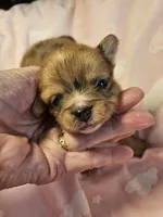 Merle, a female Chihuahua for sale in Ashtabula, OH – 1 of 8