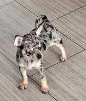 Nora-CKC, a female Chihuahua for sale in Ashtabula, OH – 1 of 6