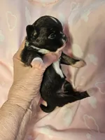 Black/White, a female Chihuahua for sale in Ashtabula, OH – 7 of 8