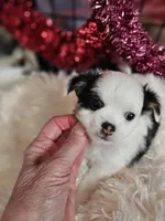 Andrew, a male Chihuahua for sale in Ashtabula, OH – Photo 4 of 7
