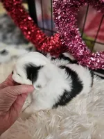 Andrew, a male Chihuahua for sale in Ashtabula, OH – Photo 3 of 7