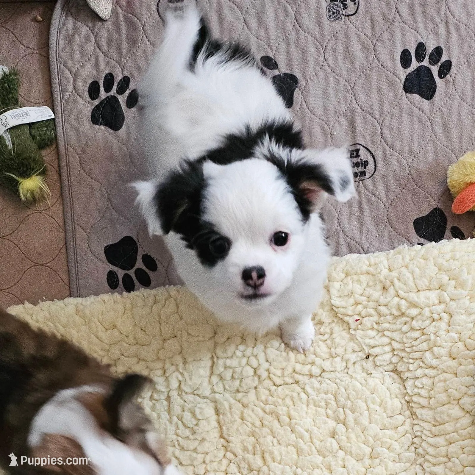 SNOOPY, a male Chihuahua for sale in Ashtabula, OH – Photo 9 of 9