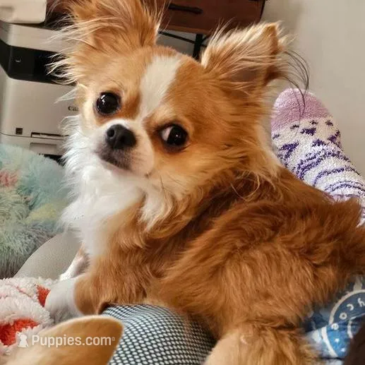 SNOOPY, a male Chihuahua for sale in Ashtabula, OH – Photo 7 of 9