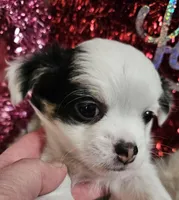 Andrew, a male Chihuahua for sale in Ashtabula, OH – Photo 5 of 7