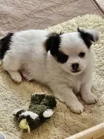 Andrew, a male Chihuahua for sale in Ashtabula, OH – Photo 7 of 7