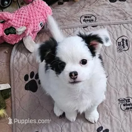 SNOOPY, a male Chihuahua for sale in Ashtabula, OH – Photo 8 of 9