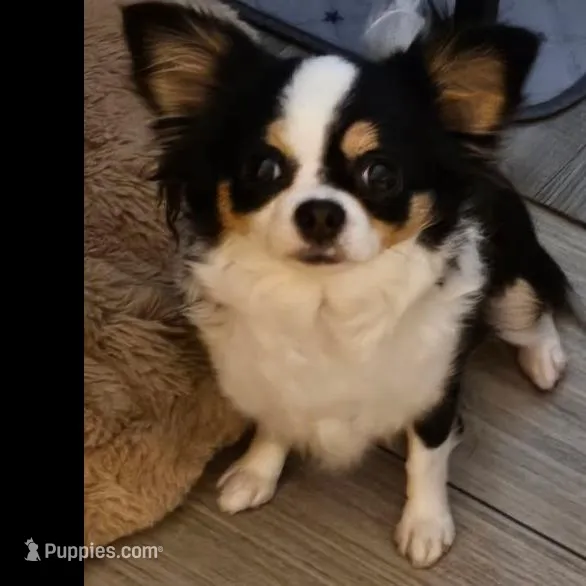 SNOOPY, a male Chihuahua for sale in Ashtabula, OH – Photo 6 of 9