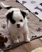 Andrew, a male Chihuahua for sale in Ashtabula, OH – Photo 1 of 7