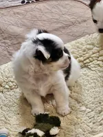 Andrew, a male Chihuahua for sale in Ashtabula, OH – Photo 2 of 7