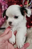 Andrew, a male Chihuahua for sale in Ashtabula, OH – Photo 6 of 7