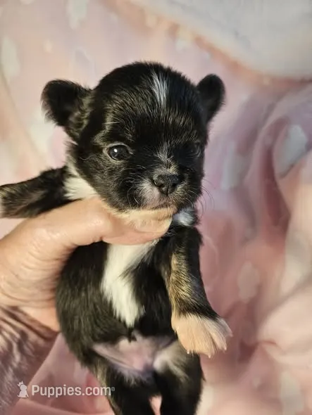 Black/White – Chihuahua puppy for sale in Ashtabula, OH