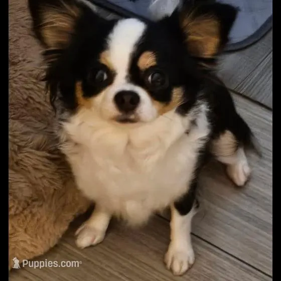 Tommy=AKC, a male Chihuahua for sale in Ashtabula, OH – Photo 7 of 7