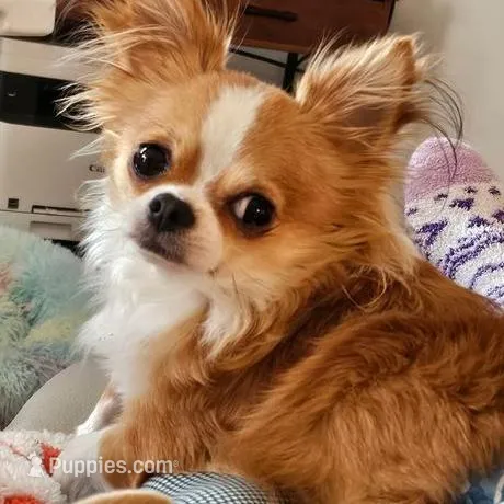 Tommy=AKC, a male Chihuahua for sale in Ashtabula, OH – Photo 6 of 7