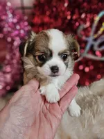 Tommy, a male Chihuahua for sale in Ashtabula, OH – Photo 2 of 5