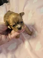 Merle, a female Chihuahua for sale in Ashtabula, OH – 3 of 8