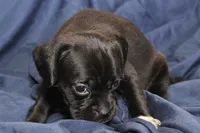Dalia, a female Puggle for sale in Clarkson, KY – 4 of 7
