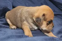 Chewy, a male Puggle for sale in Clarkson, KY – 3 of 4