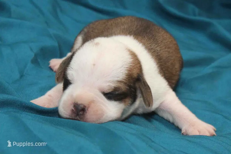 Pied boy – Puggle puppy for sale in Clarkson, KY