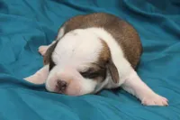 Pied boy, a male Puggle for sale in Clarkson, KY – 1 of 4