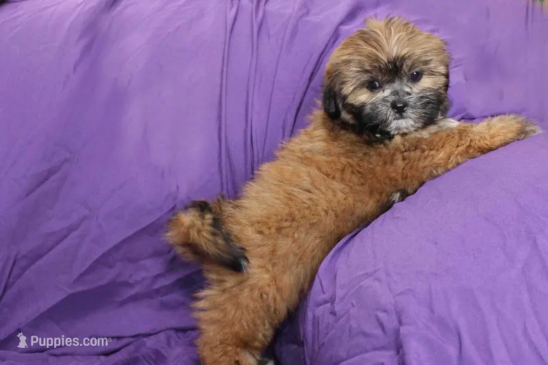 Ruby – Shihpoo, Shih Tzu puppy for sale in Clarkson, KY
