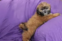 Ruby, a male Shihpoo and Shih Tzu for sale in Clarkson, KY – 1 of 4