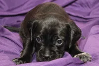 Guiness, a male Puggle for sale in Clarkson, KY – 9 of 9