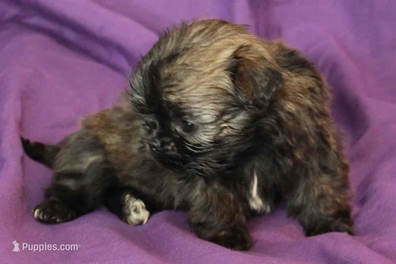 Coco – Shih Tzu puppy for sale in Clarkson, KY