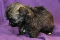 Coco, a female Shih Tzu for sale in Clarkson, KY – Photo 3 of 3