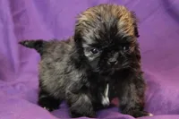 Coco, a female Shih Tzu for sale in Clarkson, KY – Photo 2 of 3