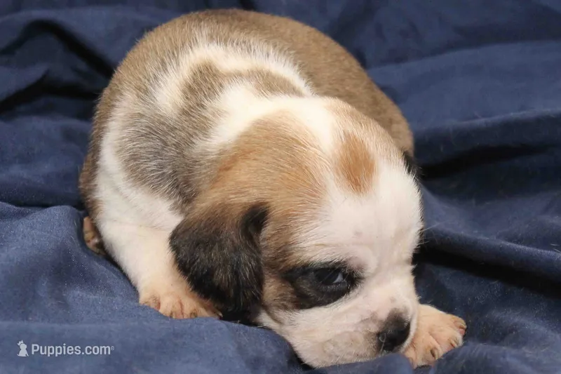 Jasmine – Puggle puppy for sale in Clarkson, KY