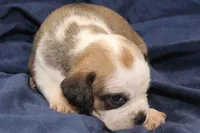 Jasmine, a female Puggle for sale in Clarkson, KY – 1 of 4