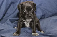 Guiness, a male Puggle for sale in Clarkson, KY – 4 of 9