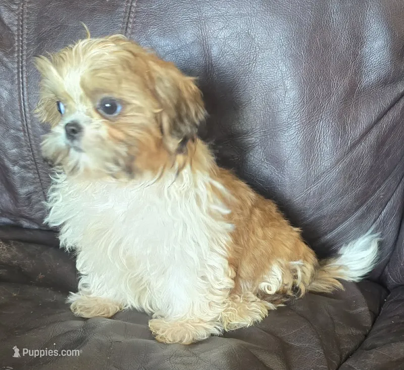Max – Shih Tzu puppy for sale in Clarkson, KY