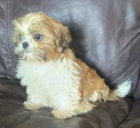 Max, a male Shih Tzu for sale in Clarkson, KY – 1 of 2