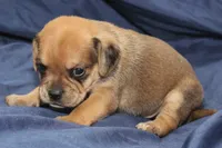Chewy, a male Puggle for sale in Clarkson, KY – 2 of 4