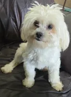 Libby, a female Shihpoo for sale in Clarkson, KY – 5 of 10