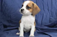 Jasper, a male Puggle for sale in Clarkson, KY – 4 of 8
