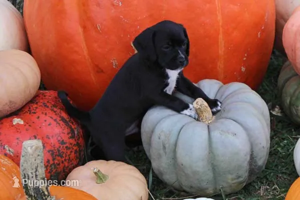 Zorro – Puggle puppy for sale in Clarkson, KY