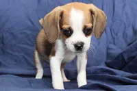 Jasper, a male Puggle for sale in Clarkson, KY – 2 of 8