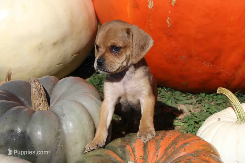 Chewy – Puggle puppy for sale in Clarkson, KY