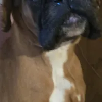 Chico, a male Boxer for sale in Clarkson, KY – Photo 3 of 3