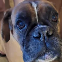 Chico, a male Boxer for sale in Clarkson, KY – Photo 2 of 3