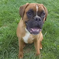 Chico, a male Boxer for sale in Clarkson, KY – Photo 1 of 3