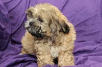 Chewy, a male Shihpoo and Shih Tzu for sale in Clarkson, KY – 2 of 4