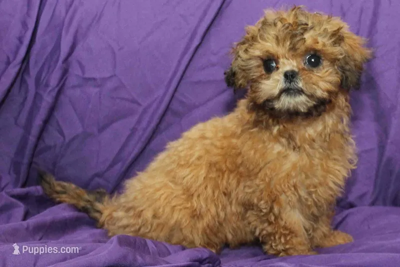 Peanut – Shih Tzu puppy for sale in Clarkson, KY