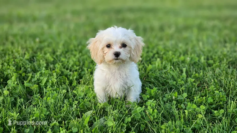 Eli 3.5 lbs – Shihpoo puppy for sale in Clarkson, KY