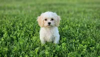 Eli 3.5 lbs, a male Shihpoo for sale in Clarkson, KY – 1 of 7