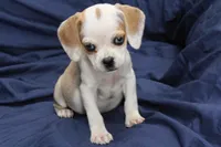 Duchess, a female Puggle for sale in Clarkson, KY – 4 of 8