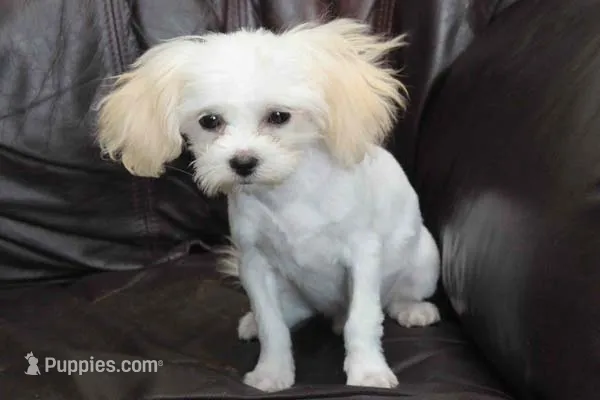 Eli 2.5 lbs – Shihpoo puppy for sale in Clarkson, KY